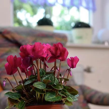 公寓 Stylish In With Garden Stormbruch