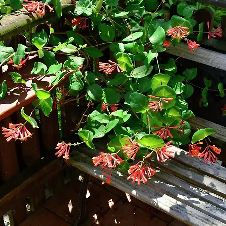 Stylish In With Garden 公寓 *